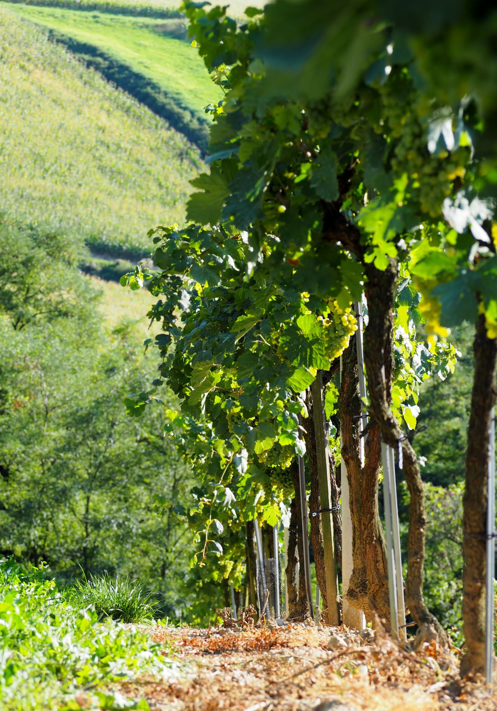 Olympus OM-D E-M10 sample photo. Vineyard, vines, line photography