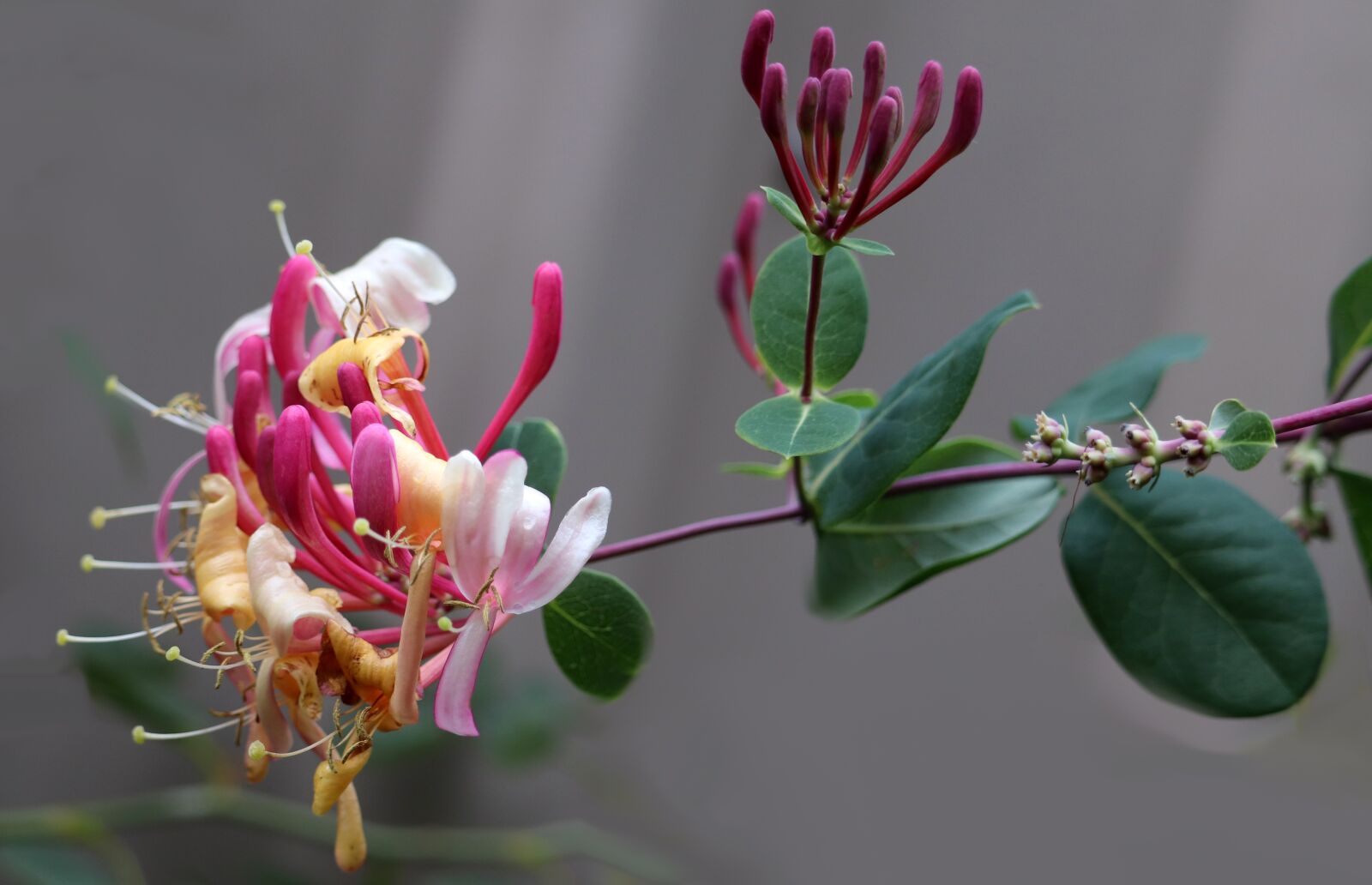 Canon EF-S 55-250mm F4-5.6 IS STM sample photo. Flower, honeysuckle, perfume photography