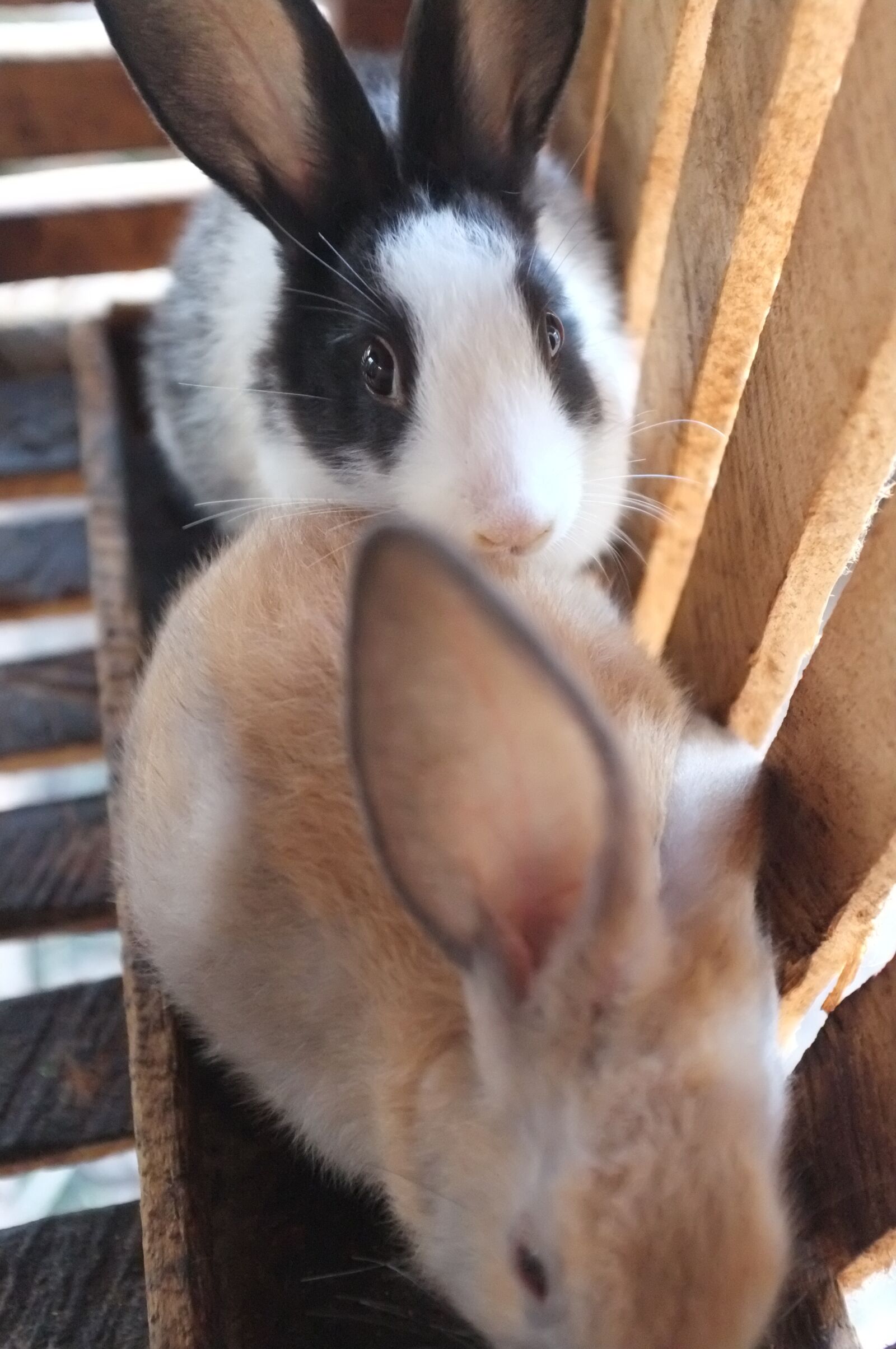 Fujifilm FinePix X100 sample photo. Rabbit, animal, eyes photography
