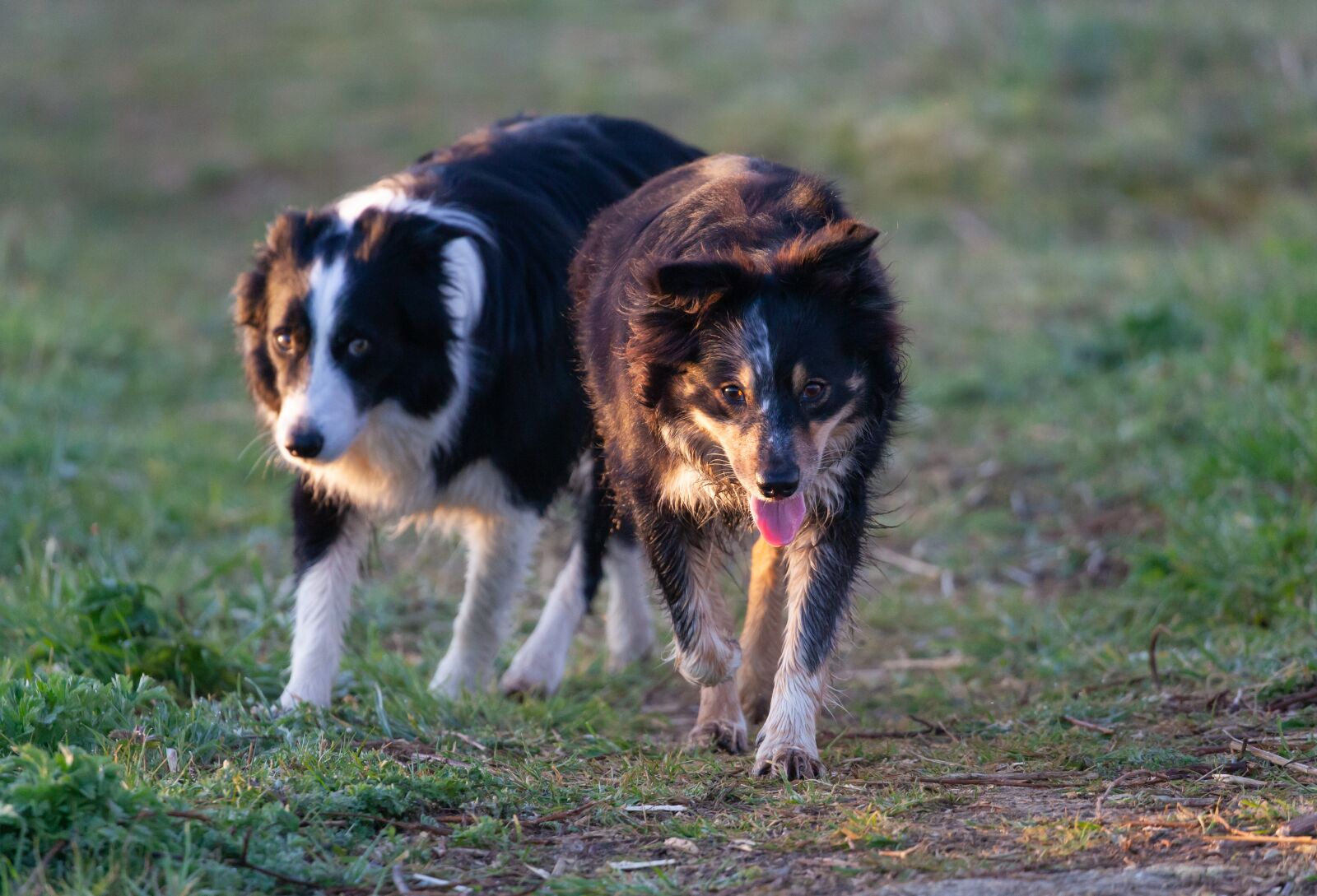 Canon EOS 5D Mark II sample photo. Border collies, border, collie photography