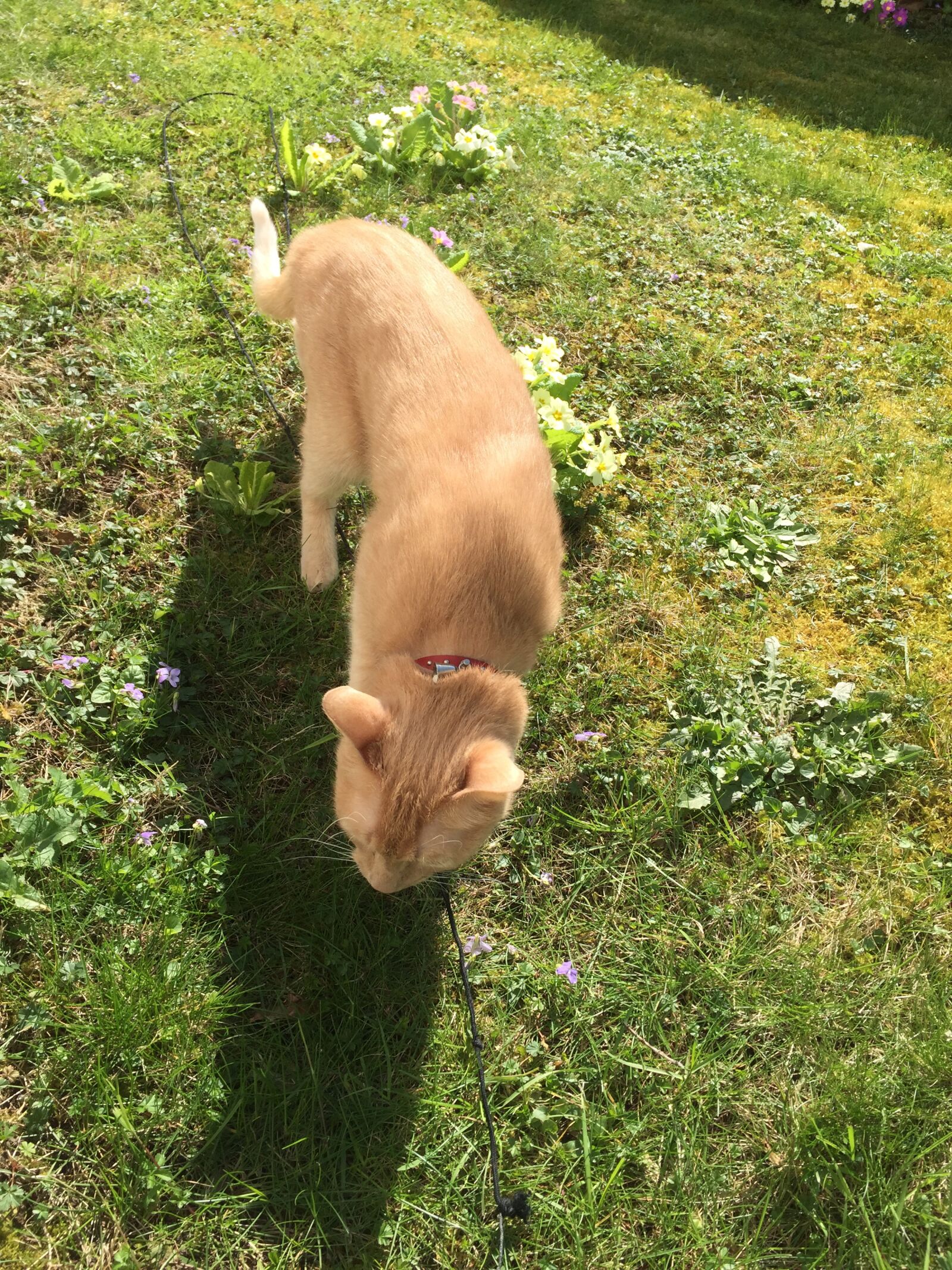 iPhone 6 Plus back camera 4.15mm f/2.2 sample photo. Cat, nature, garden photography