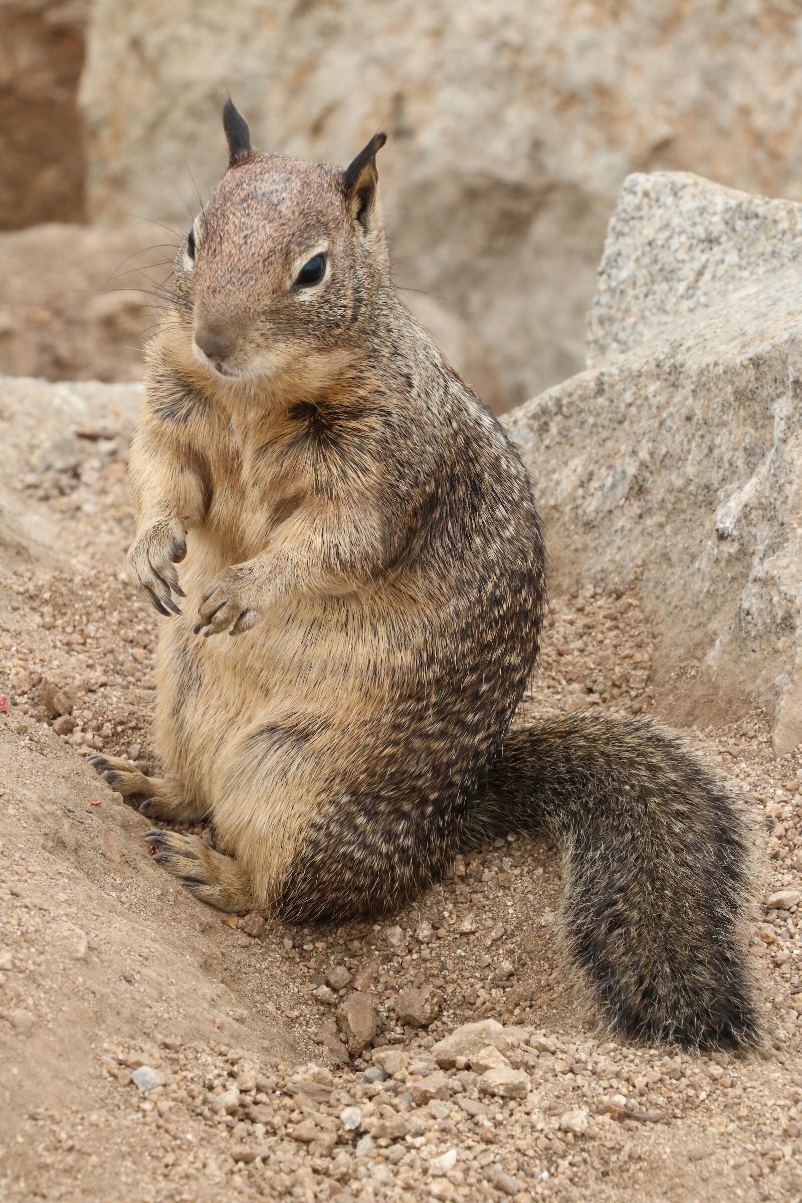 Canon EOS 750D (EOS Rebel T6i / EOS Kiss X8i) sample photo. Squirrel, nature, wildlife photography