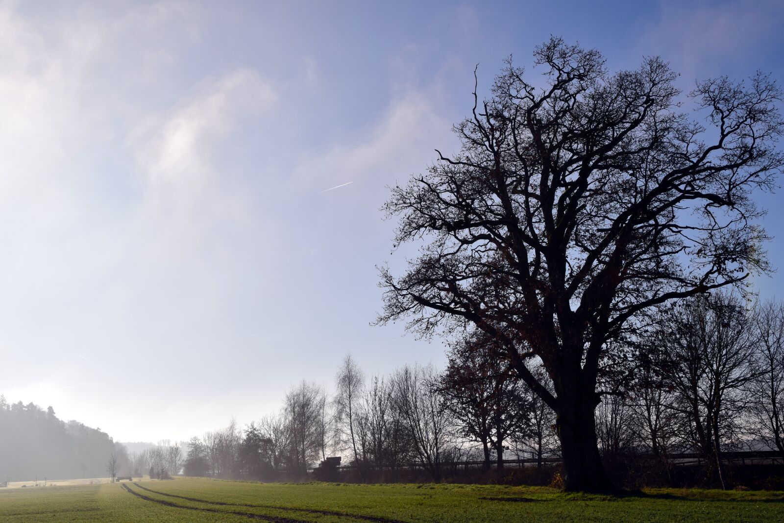 Nikon D3300 sample photo. Tree, landscape, nature photography