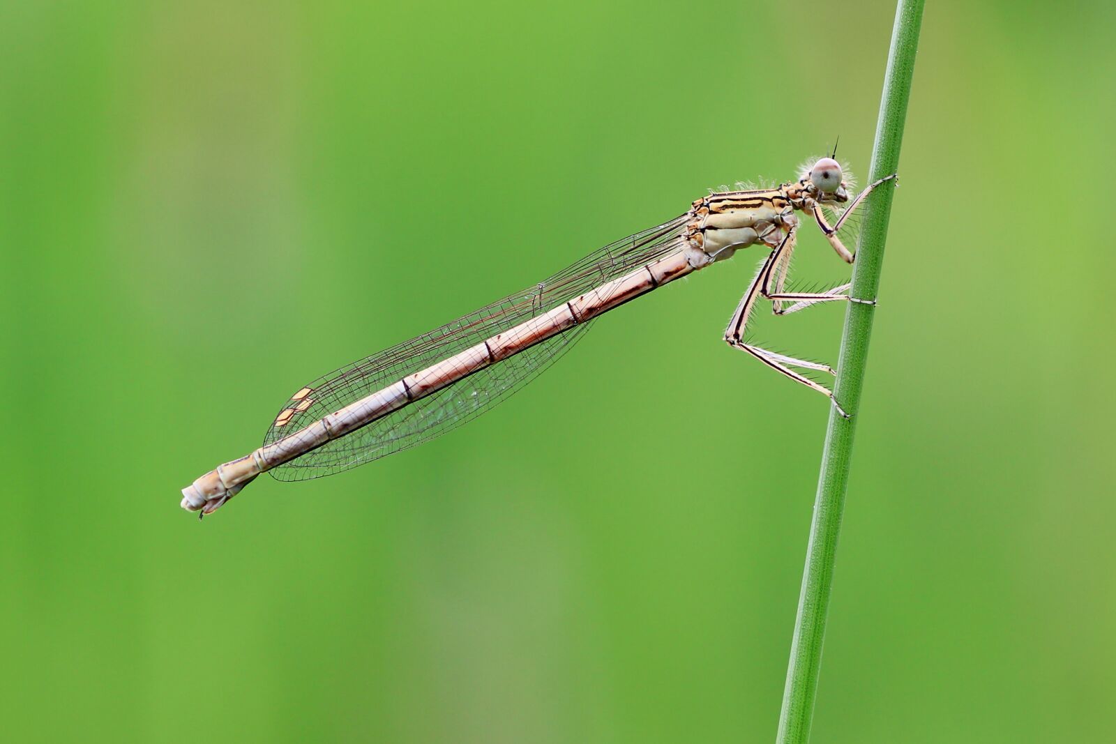Tamron SP 90mm F2.8 Di VC USD 1:1 Macro sample photo. Dragonfly, close up, macro photography