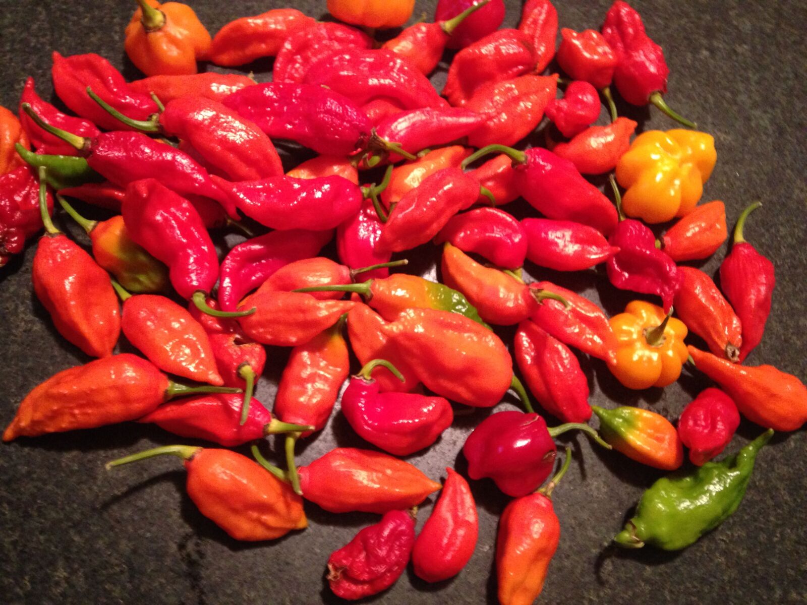 iPhone 5c back camera 4.12mm f/2.4 sample photo. Ghost, peppers photography