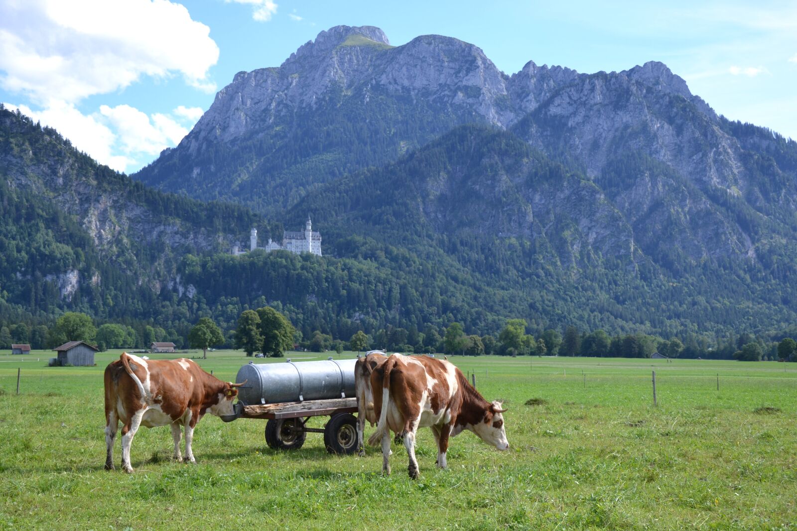 Nikon D3100 sample photo. Allgäu, cows, cow photography