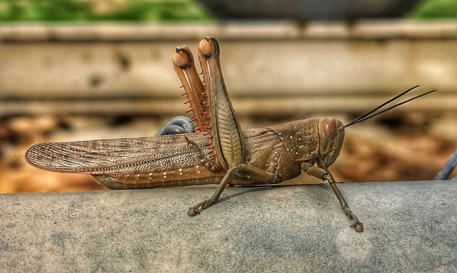 HUAWEI CLT-L29 sample photo. Locust, grass hopper, insect photography