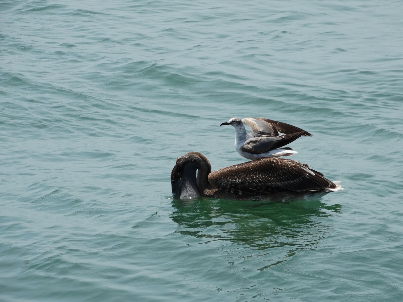 Sony Cyber-shot DSC-HX300 sample photo. Birds, ocean, florida photography