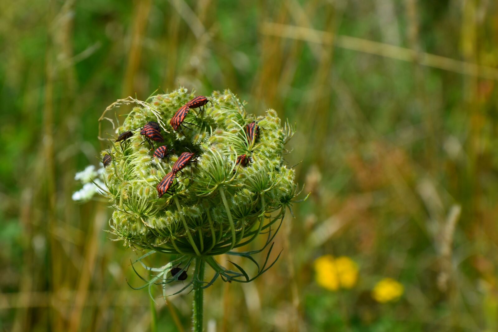 Nikon D5100 sample photo. Stripes bugs, wild carrot photography