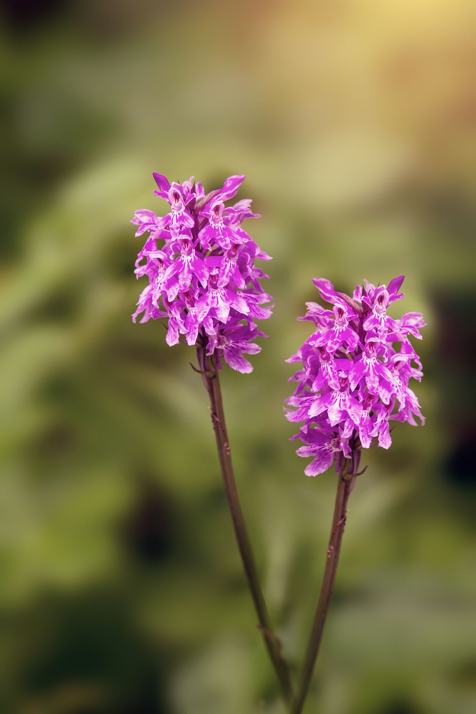 Nikon D7100 sample photo. Heath spotted orchid, orchid photography