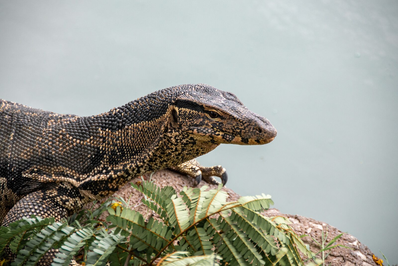 Nikon D5600 sample photo. Reptile, dragon, lizard photography