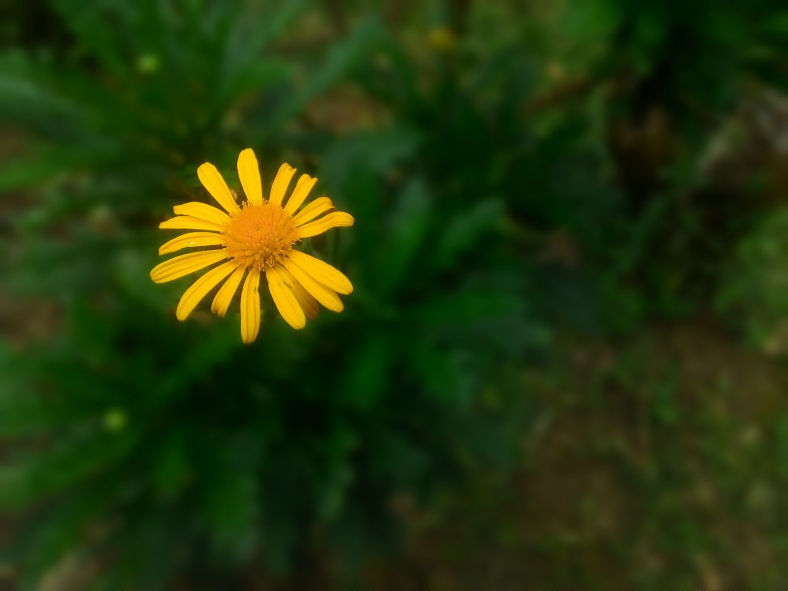 ASUS T00F sample photo. Nature, flora, flower photography