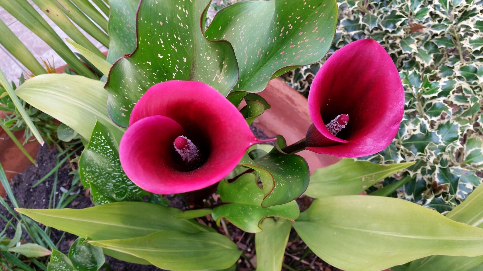 Samsung Galaxy S5 sample photo. Flower, blossom, bloom photography