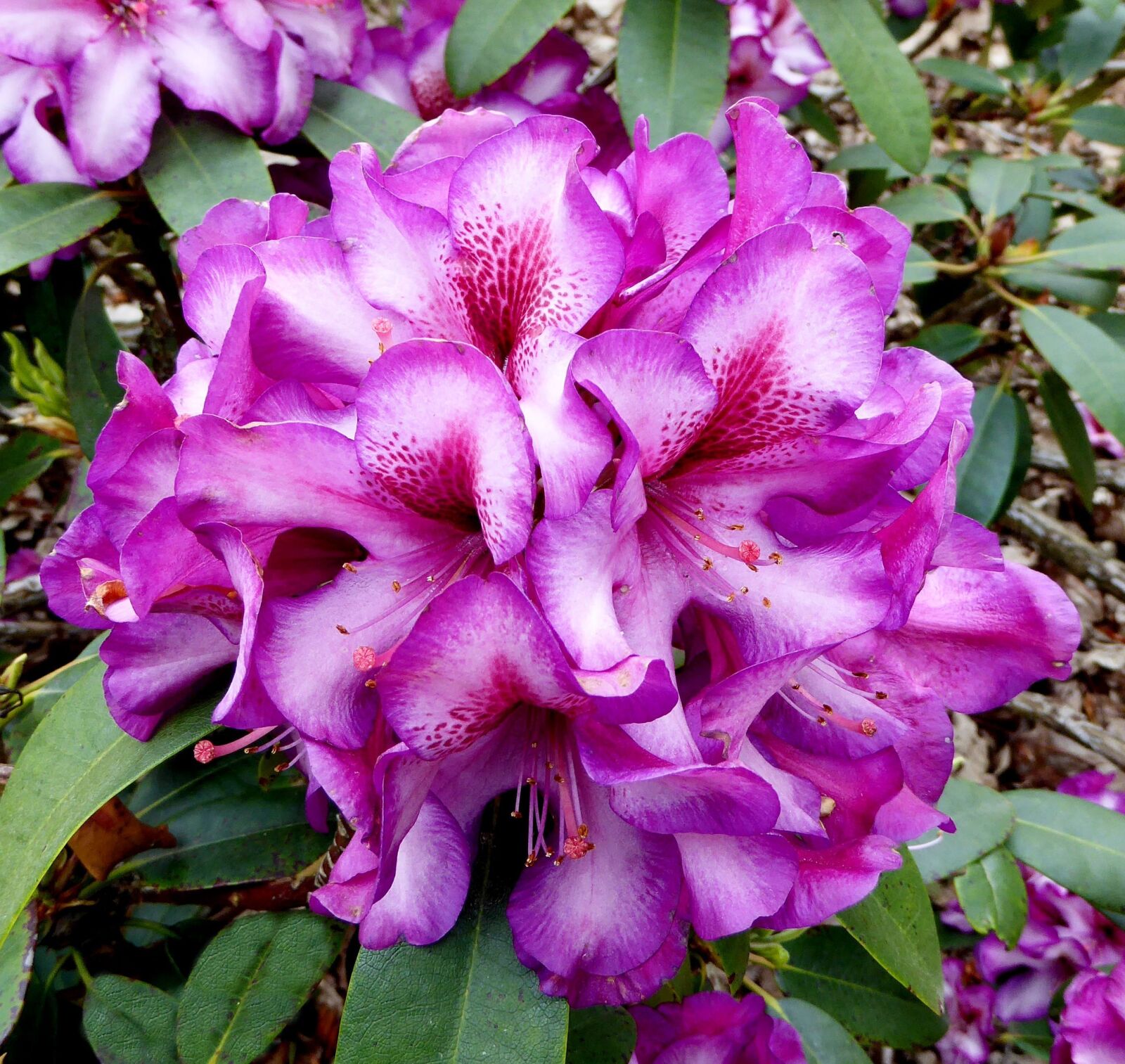Panasonic DMC-TZ61 sample photo. Spring, rhododendron, blossom photography