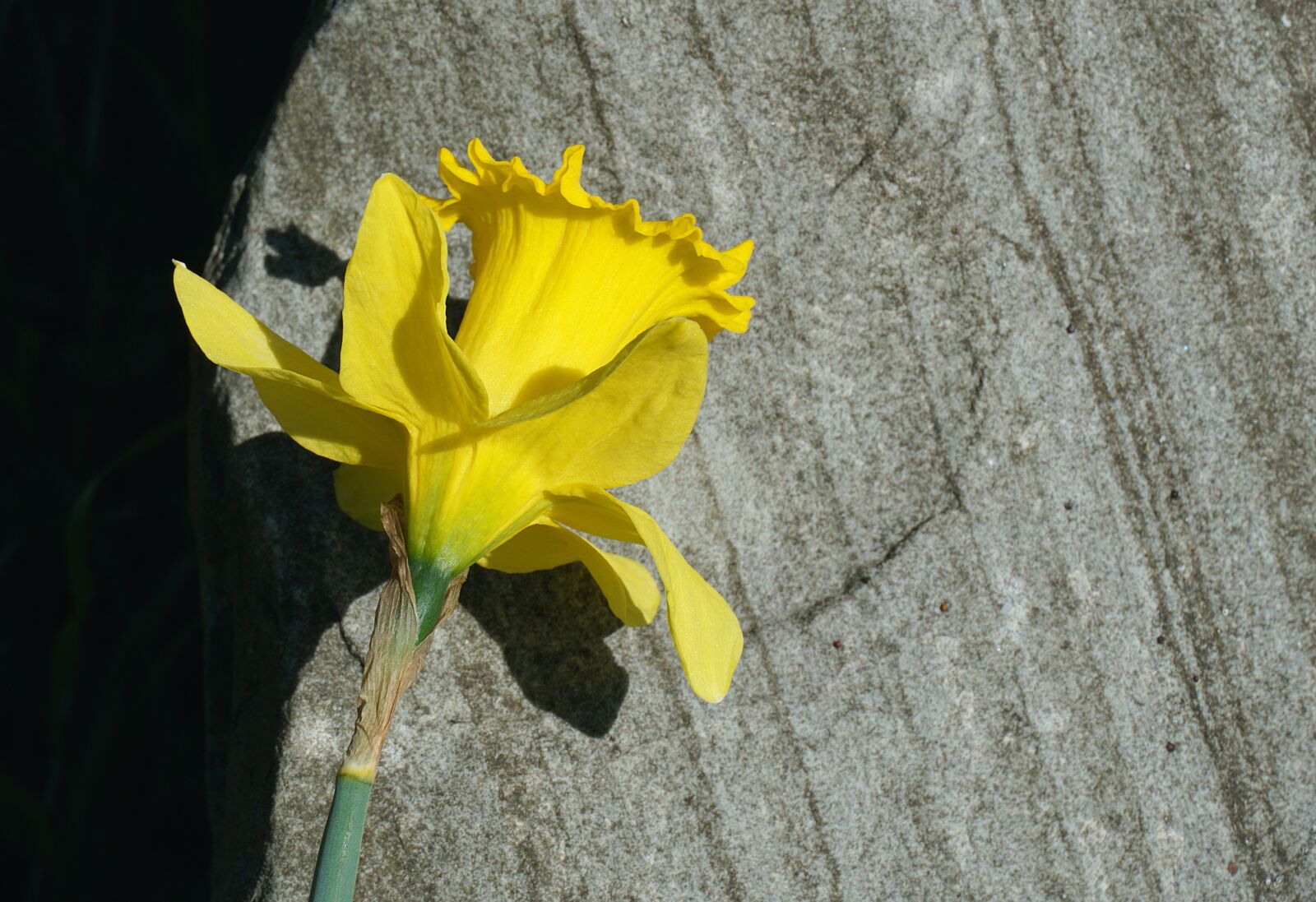 Sony a6000 + Sony E 18-135mm F3.5-5.6 OSS sample photo. Daffodil, stem, springtime photography