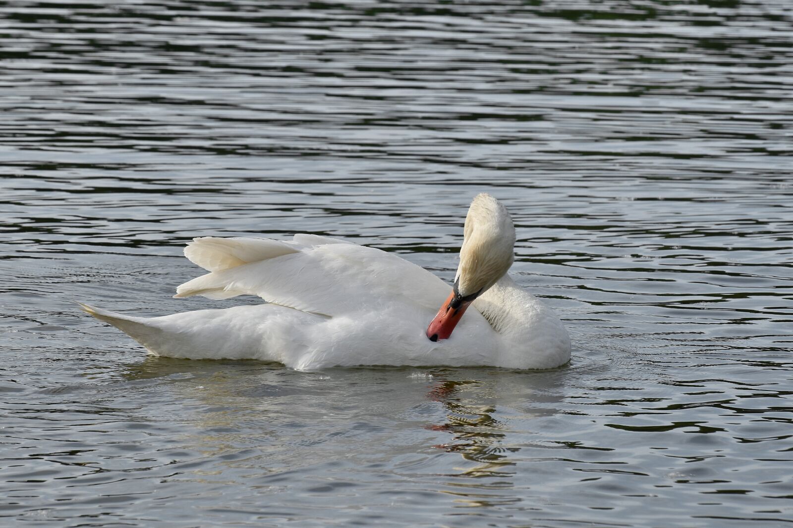 Nikon D5500 sample photo. Waterfowl, water, lake, bird photography