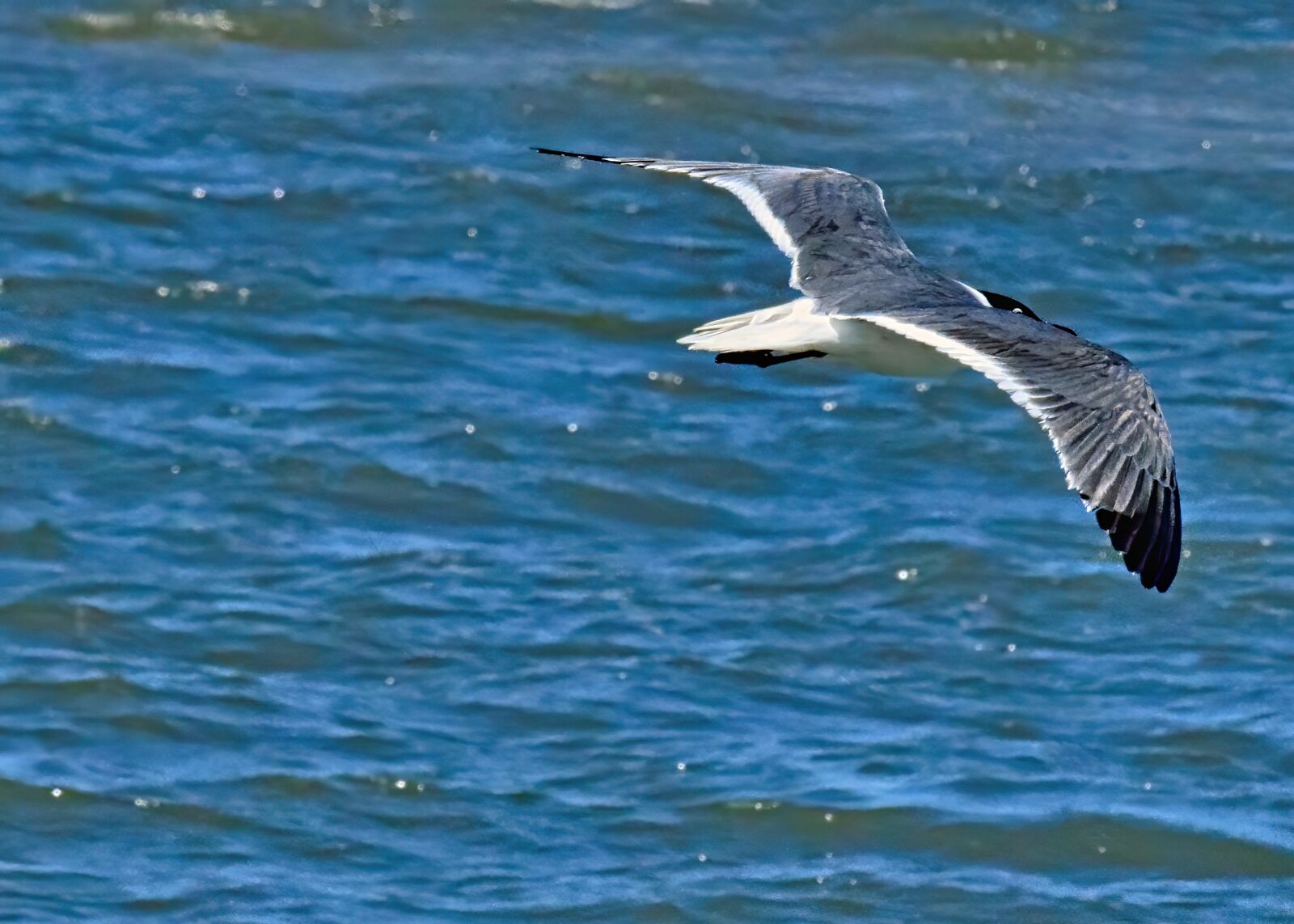 Nikon D3300 sample photo. Seagull, bird, flying photography