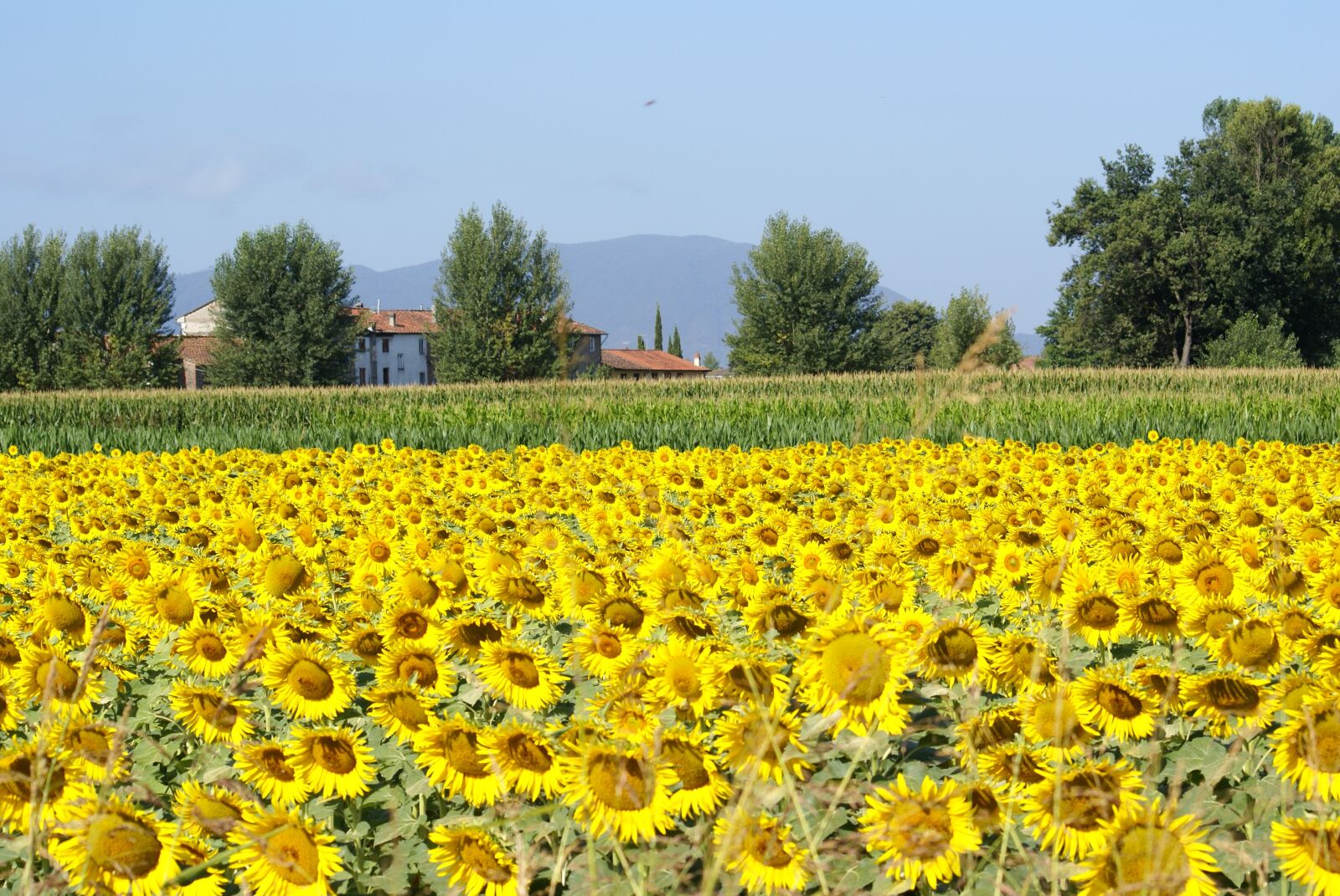 Sony Alpha DSLR-A100 sample photo. Sunflowers, field, sky photography