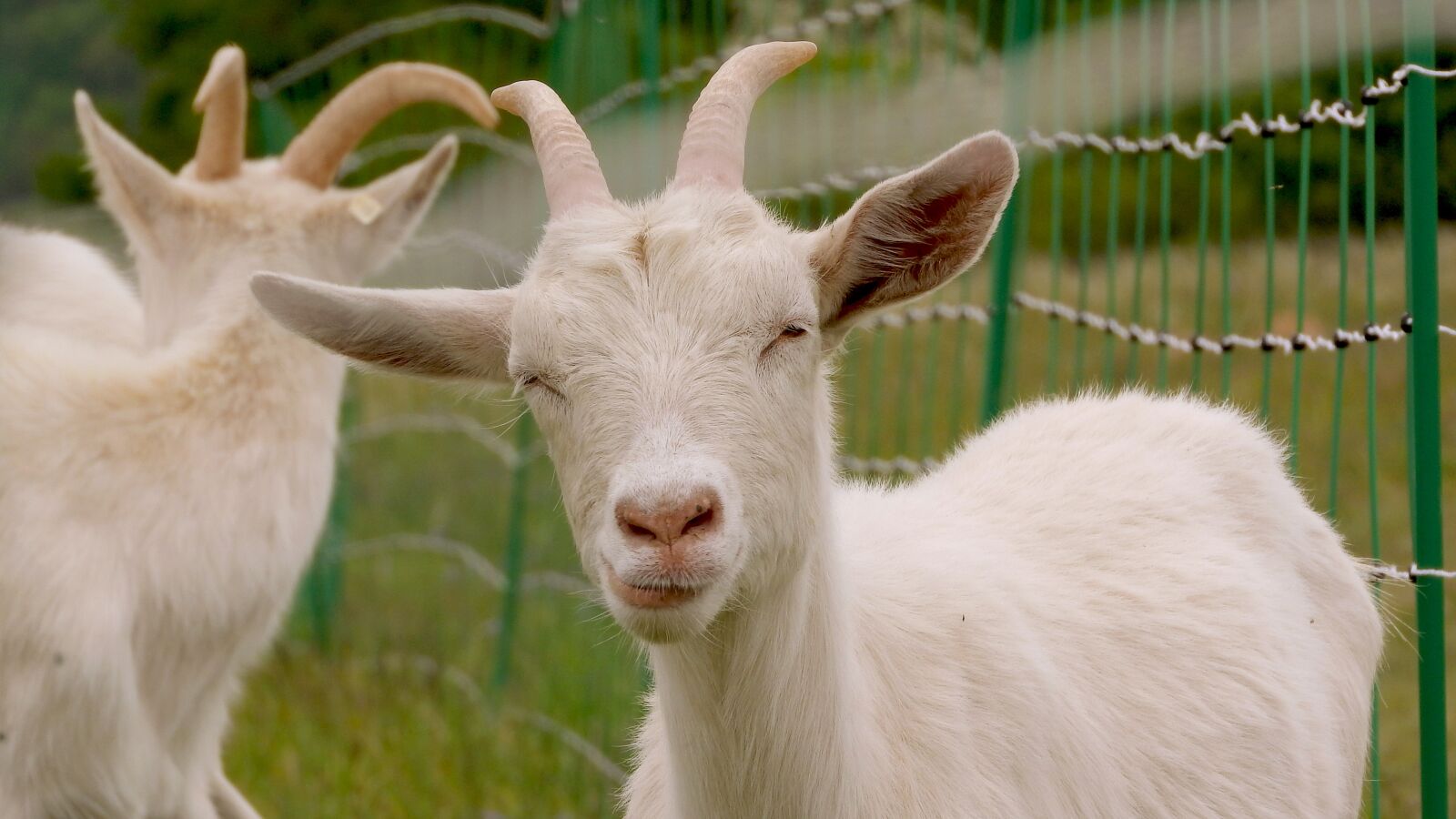 Nikon Coolpix P610 sample photo. Goat, white goat, feast photography