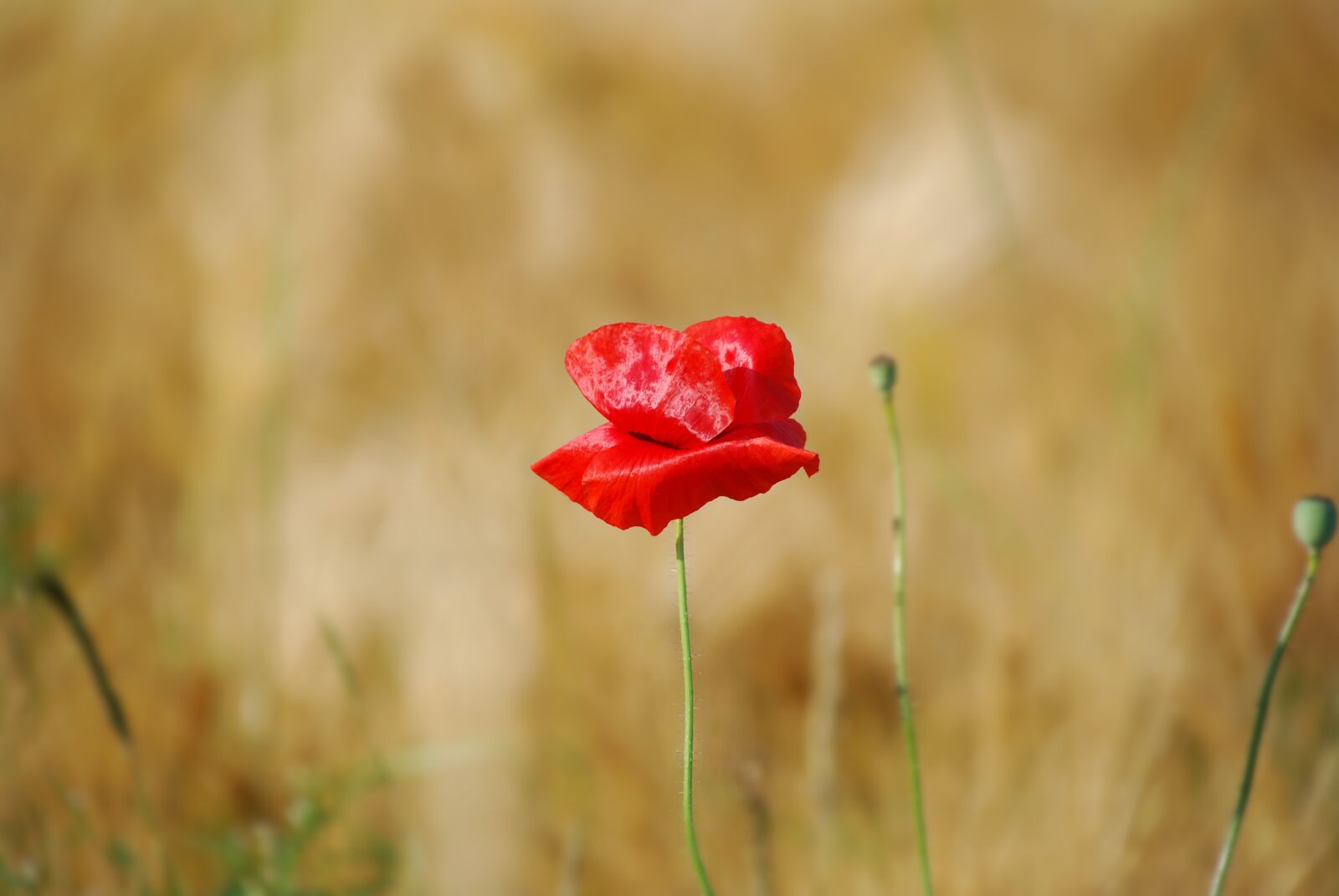 Nikon D80 sample photo. Flower, poppy, red photography