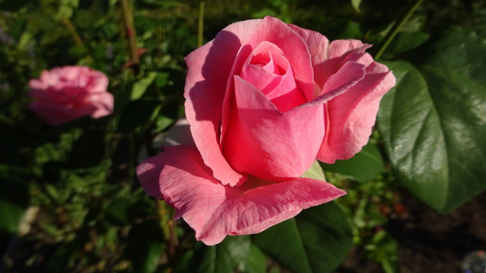 Sony Cyber-shot DSC-WX350 sample photo. Rose, pink, pink rose photography