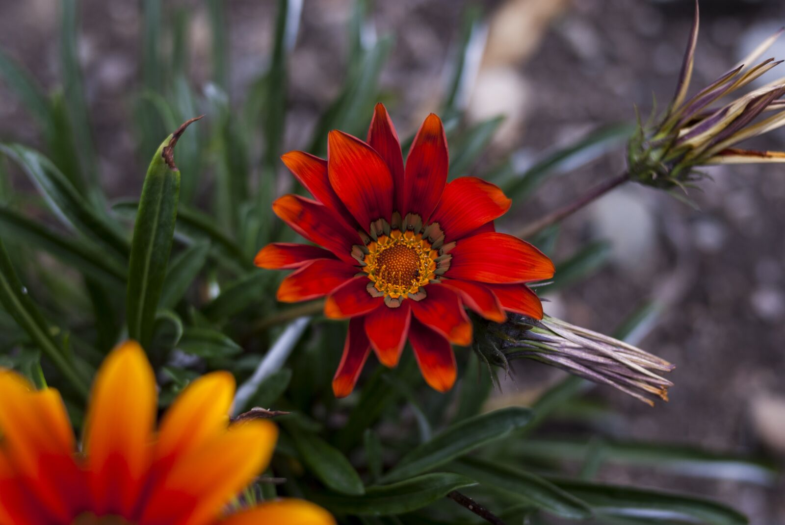 Nikon D60 sample photo. Flower, nature, plant photography