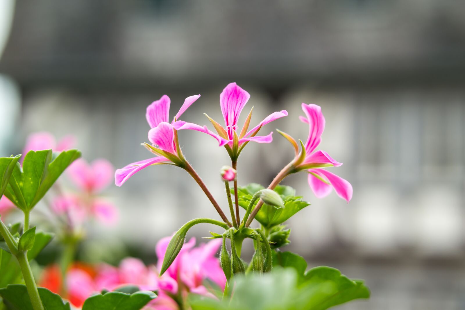 Samsung NX300M sample photo. Geranium, cranesbill, pink photography