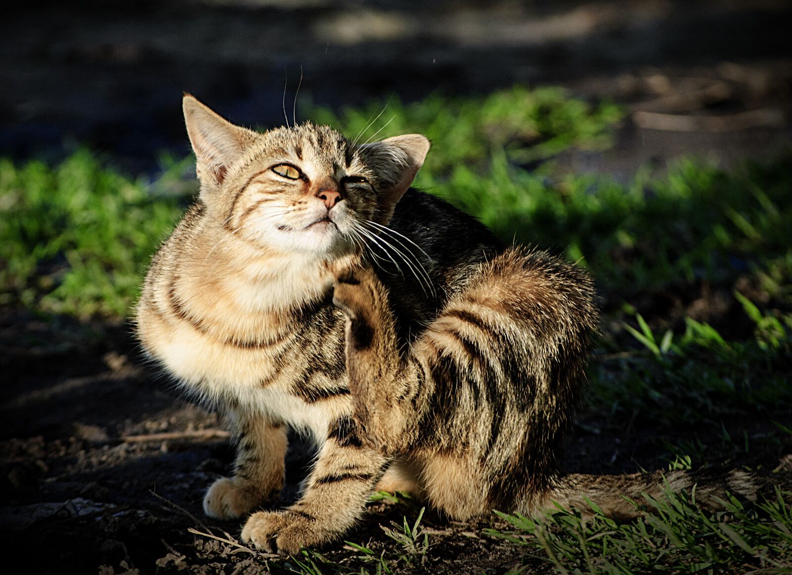 Nikon D3000 sample photo. Cat, animal, feline photography