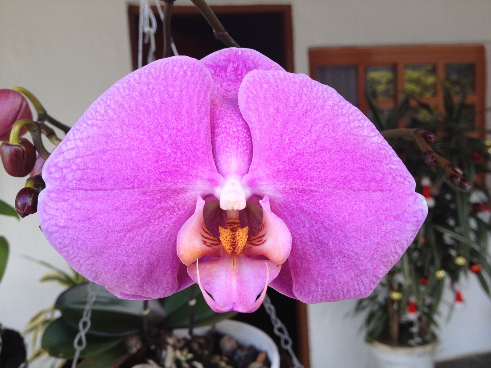 iPhone 4S back camera 4.28mm f/2.4 sample photo. Orchid, exotic, flower photography