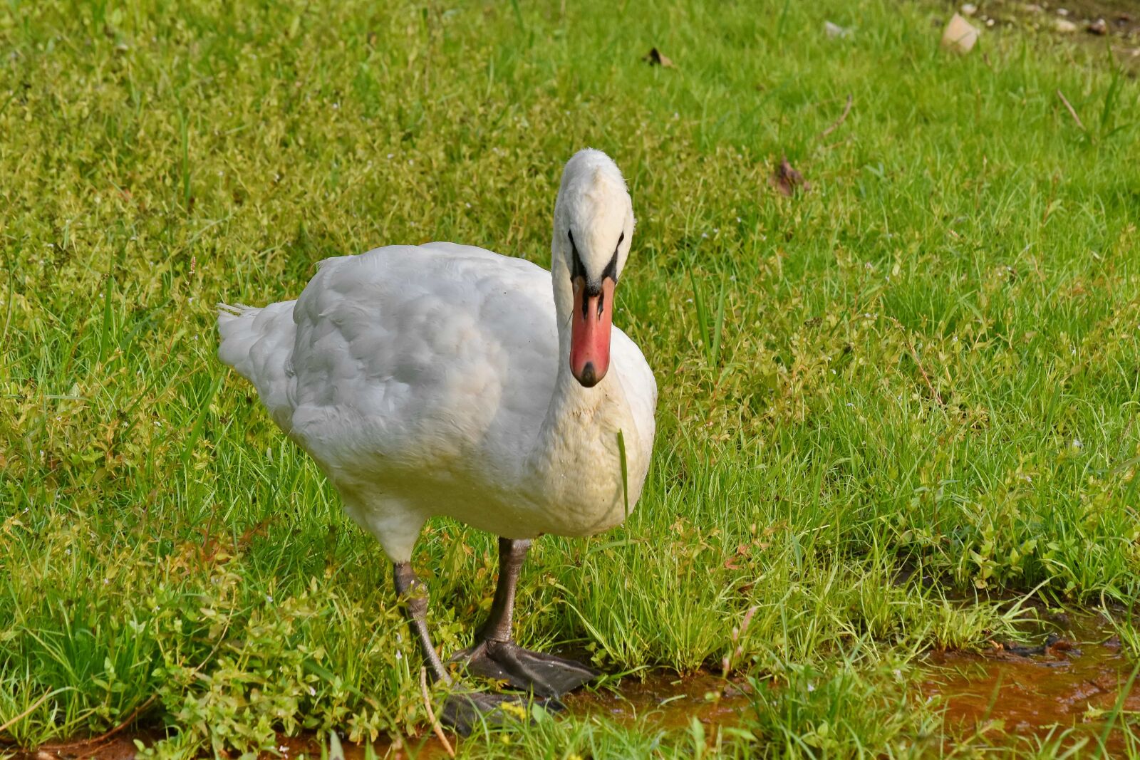 Nikon D5500 sample photo. Grazing, green grass, swan photography