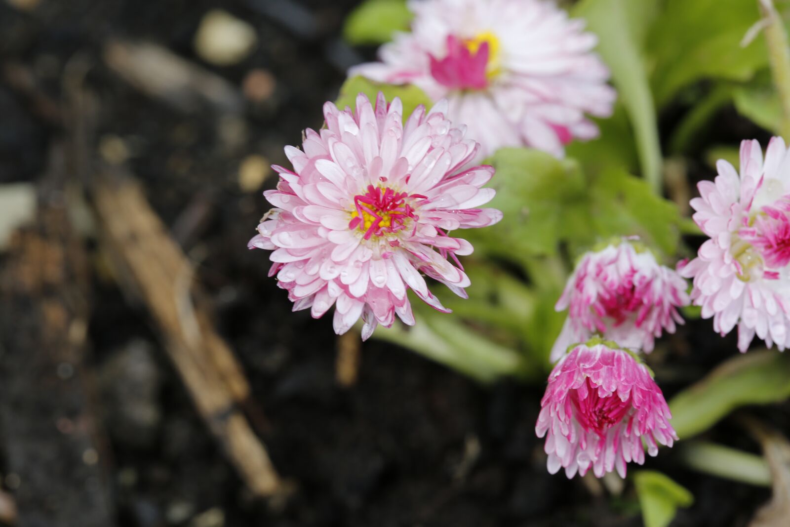 Canon EF 100mm F2.8L Macro IS USM sample photo. Flower, blossom, bloom photography