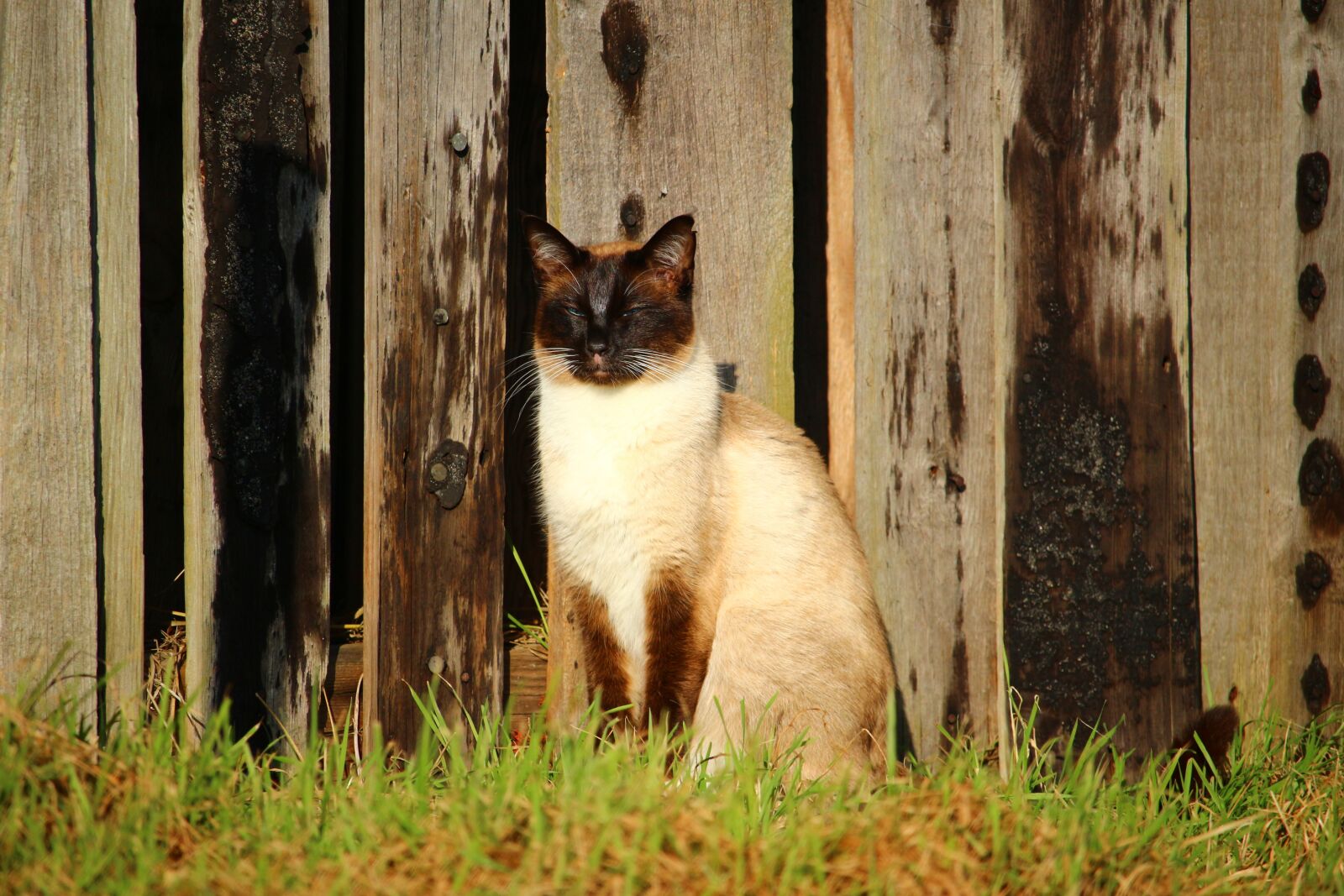 Canon EOS 100D (EOS Rebel SL1 / EOS Kiss X7) sample photo. Cat, siamese cat, siam photography