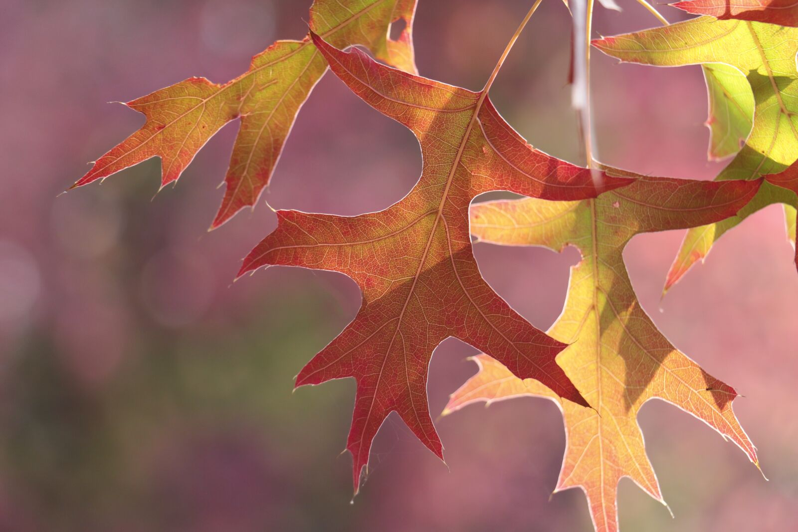 Canon EOS 700D (EOS Rebel T5i / EOS Kiss X7i) sample photo. Leaves, autumn, leaf photography