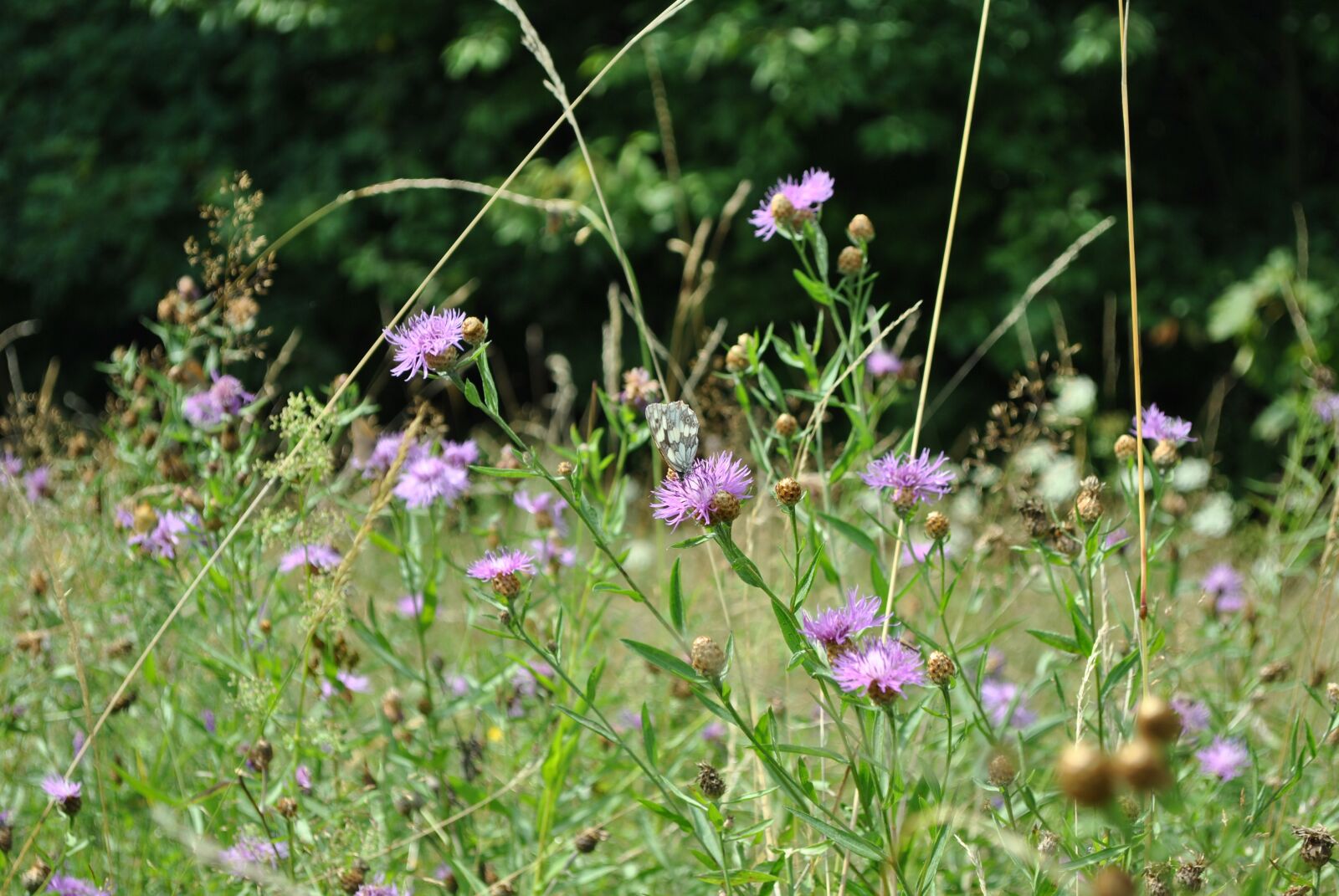 Nikon D3000 sample photo. Meadow, butterfly, wings photography