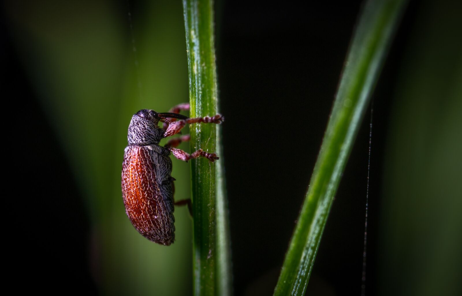 #124 65/2.8 sample photo. Insect, macro photography