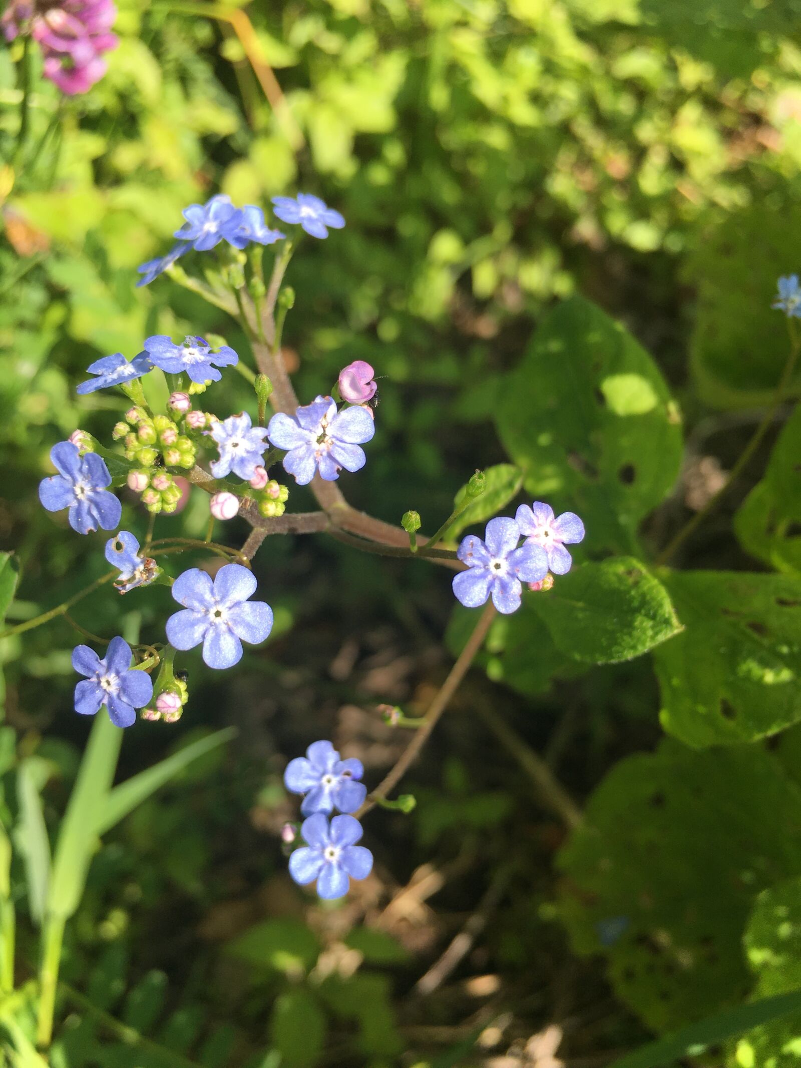 Apple iPhone 6s sample photo. Forget me not, flower photography