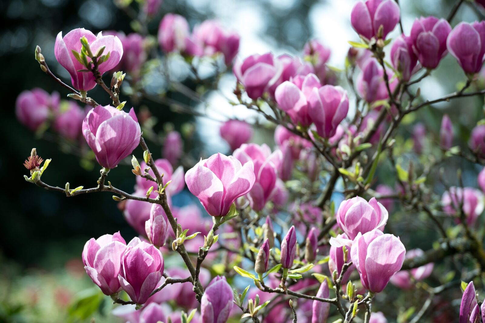 Nikon Df sample photo. Magnolia, pink, magenta photography