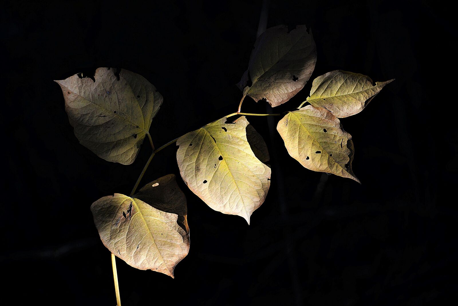 Nikon D610 sample photo. Autumn, leaves, shadow photography