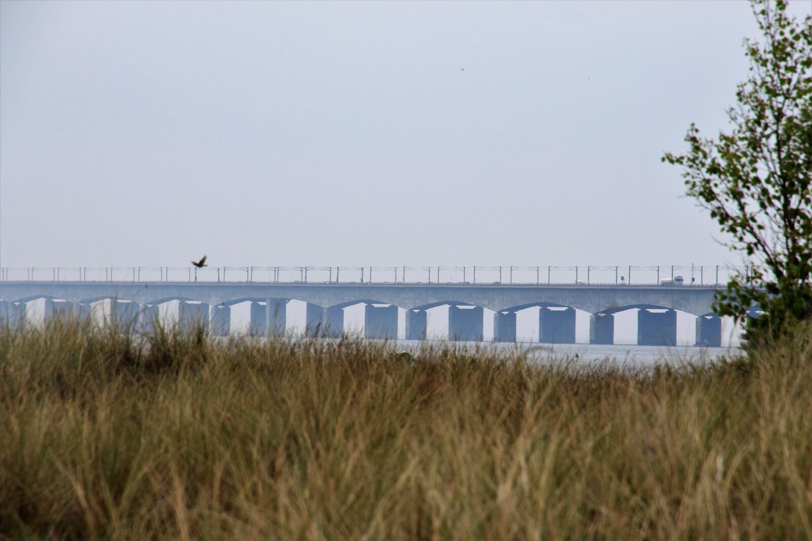 Canon EOS 7D Mark II sample photo. Bird, bridge, concrete, drive photography