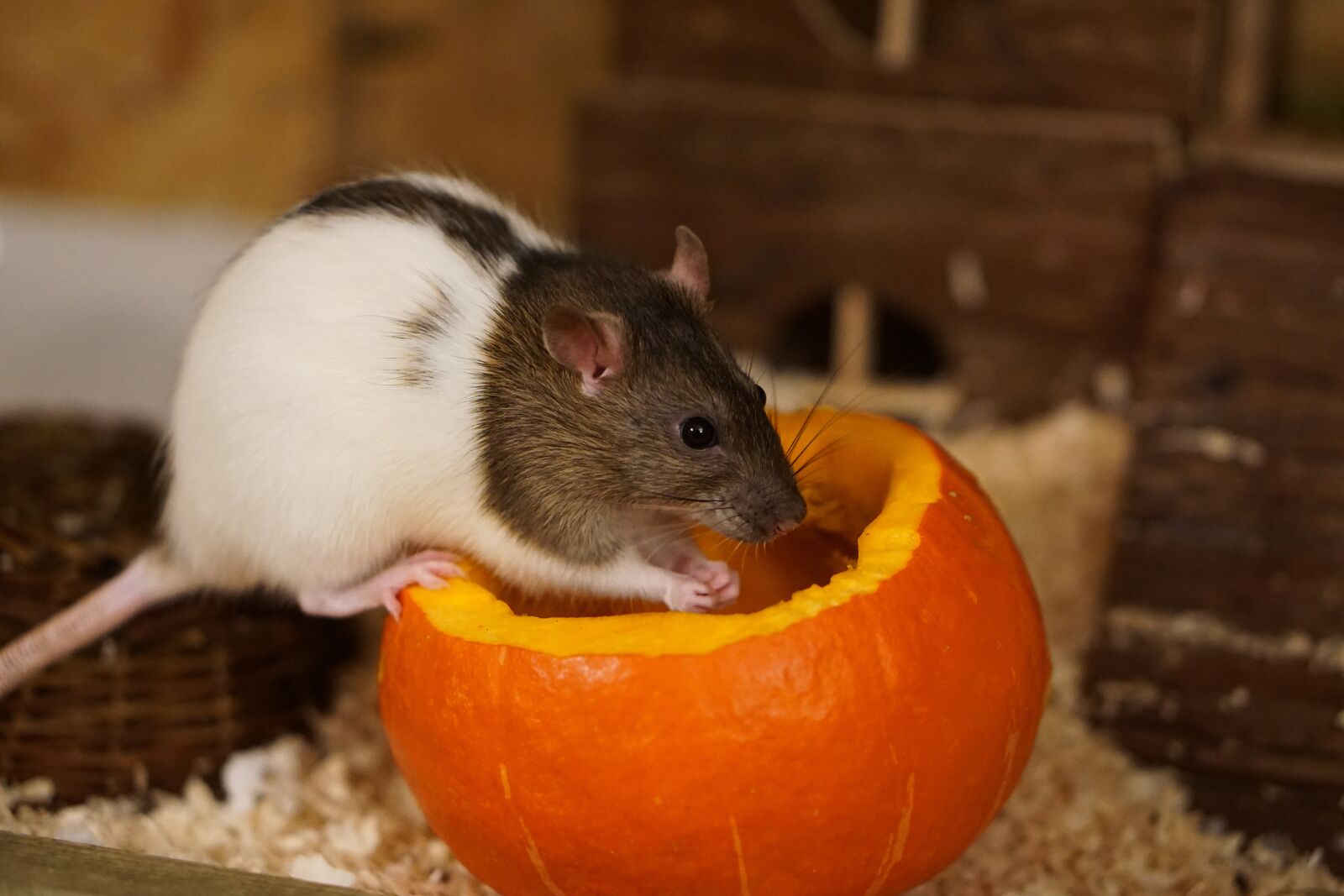 E 50mm F1.8 OSS sample photo. Rat, color rats, sweet photography