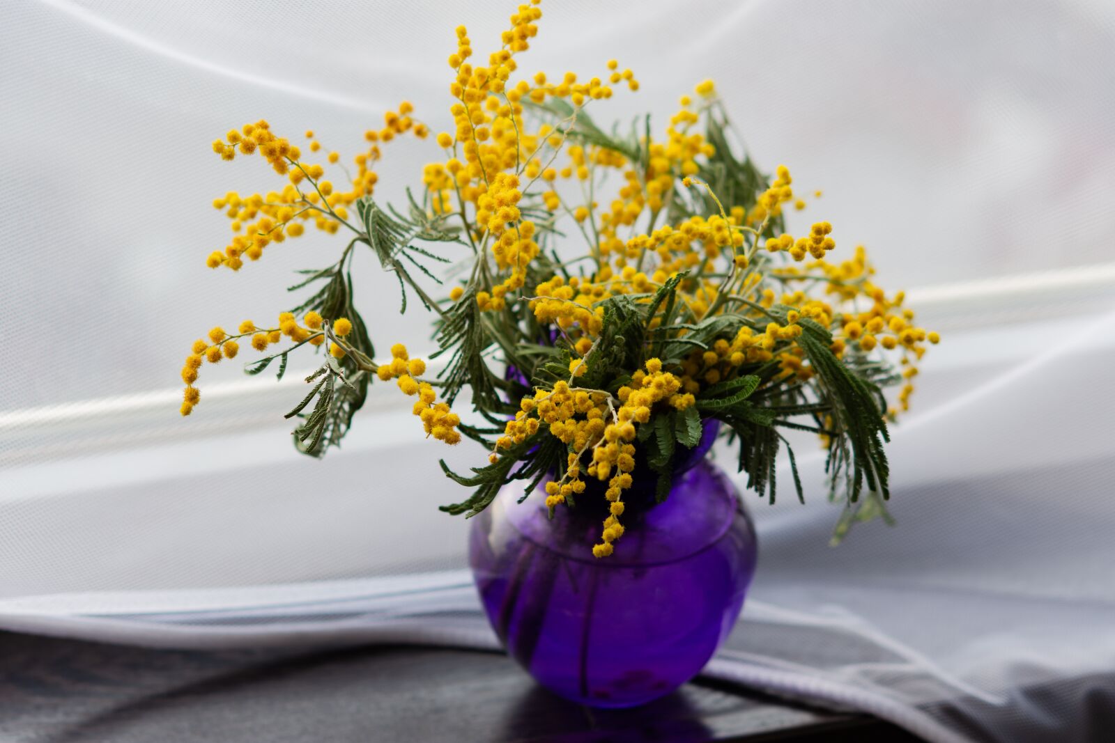 Nikon D7200 sample photo. Mimosa, yellow flowers, primroses photography