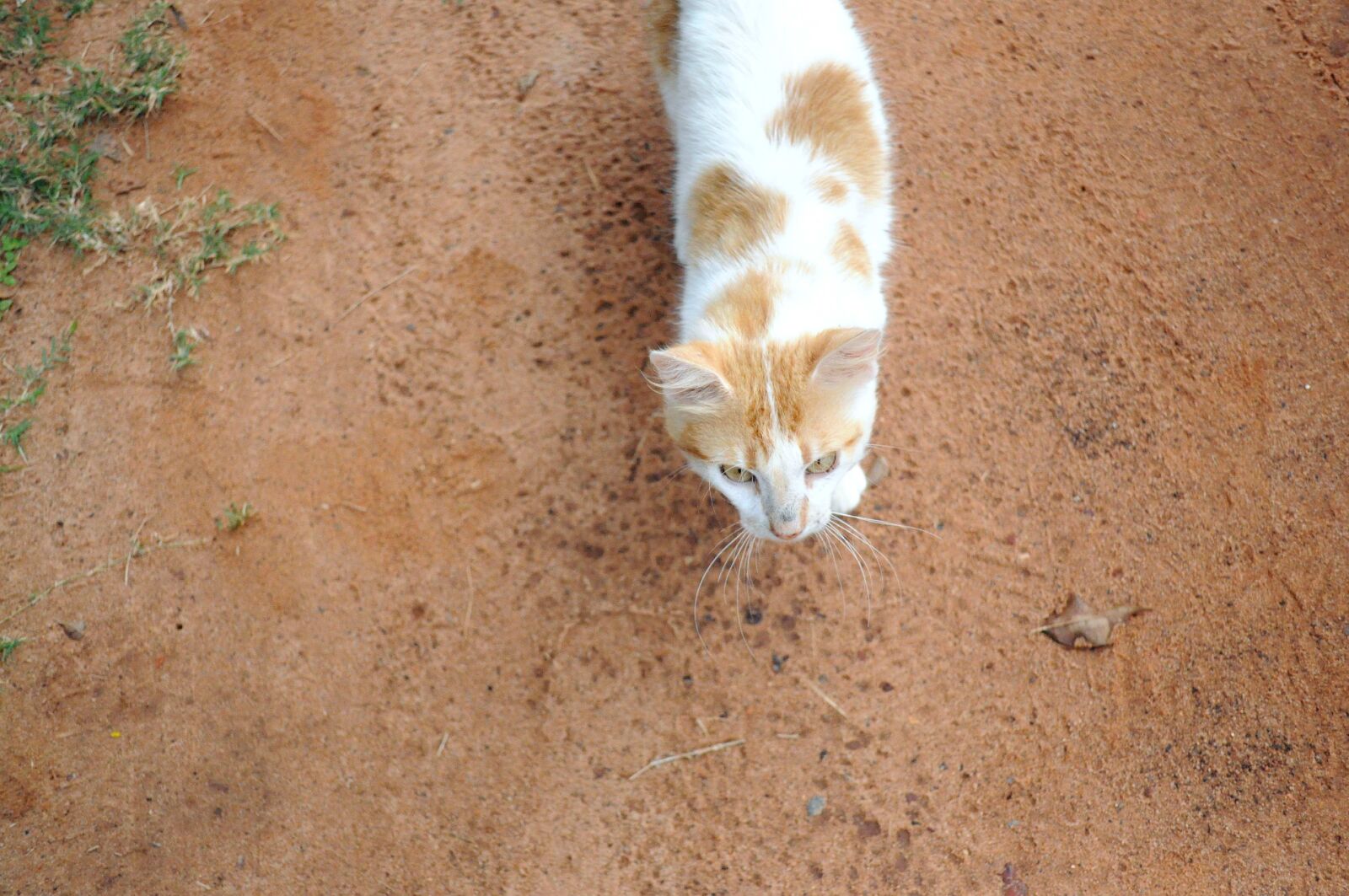 Nikon D5000 sample photo. Curious, cat photography