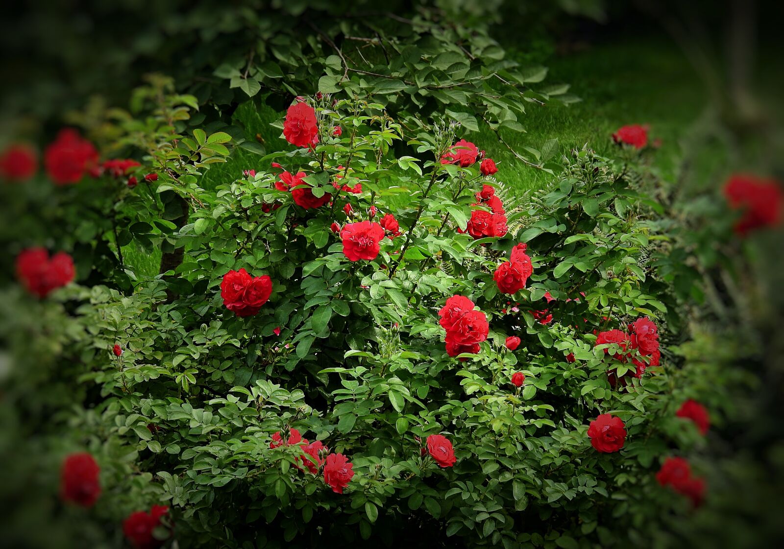 Nikon Coolpix P900 sample photo. Roses, red, garden photography