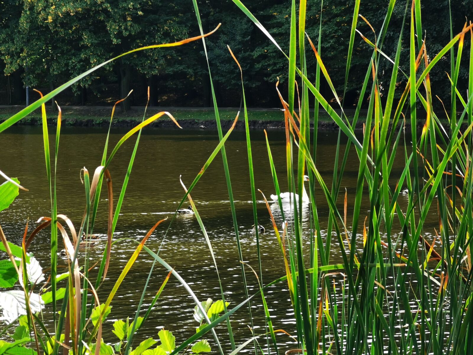 HUAWEI VOG-L29 sample photo. Nature, landscape, poland photography