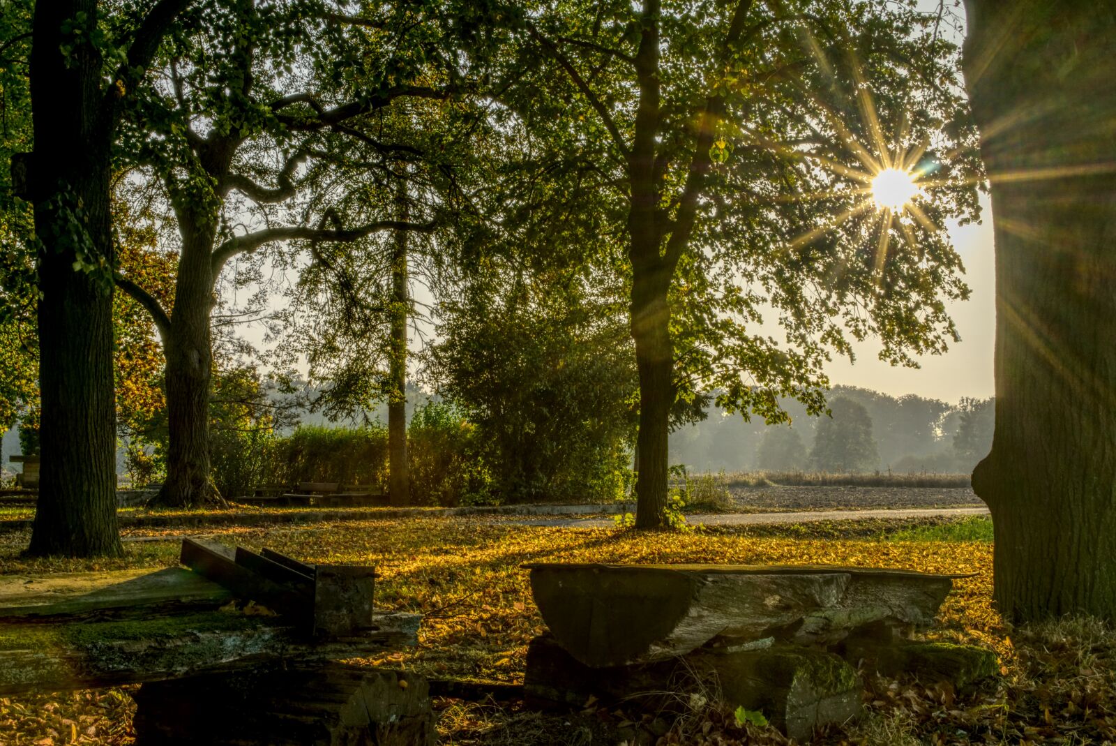 Sony a6000 + Sony E 35mm F1.8 OSS sample photo. Forest, sun, backlighting photography