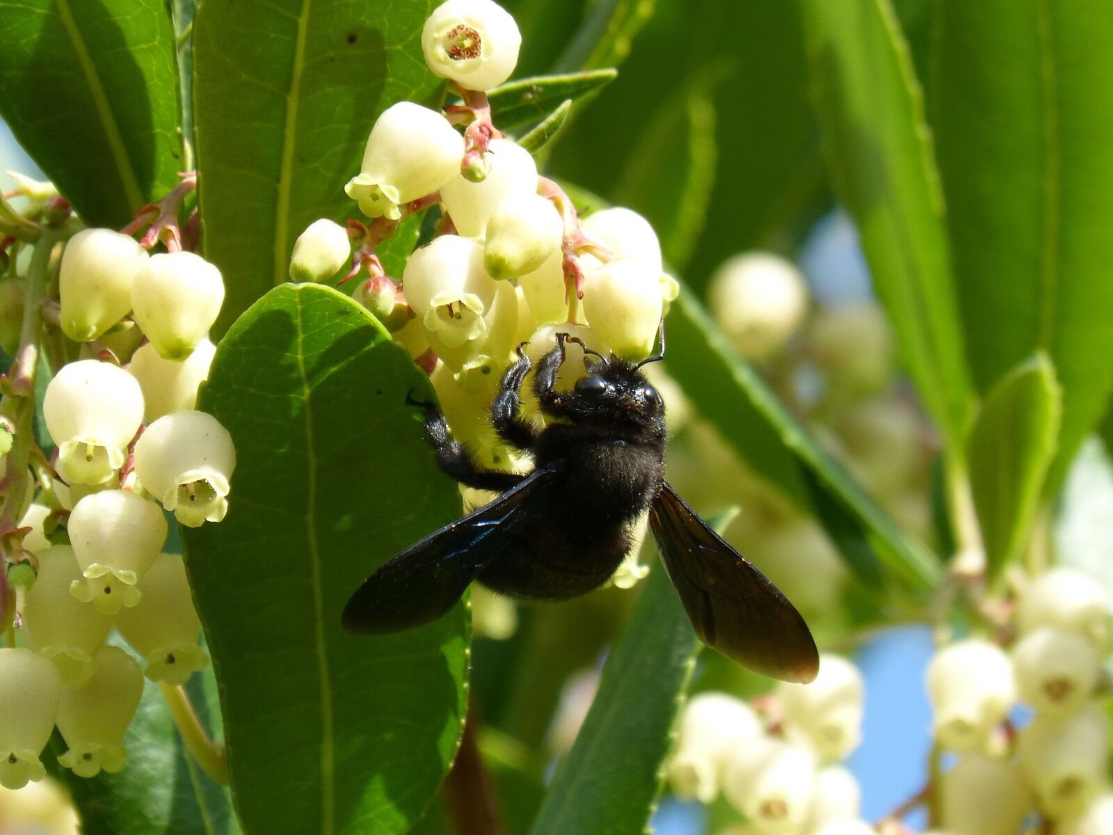 Panasonic DMC-FZ62 sample photo. Bumblebee wood, xylocopa violacea photography