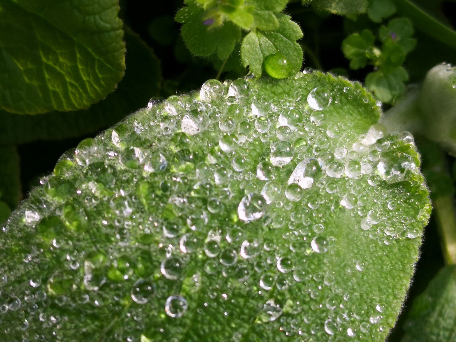 HUAWEI Mate 10 Pro sample photo. Raindrops, leaf, nature photography