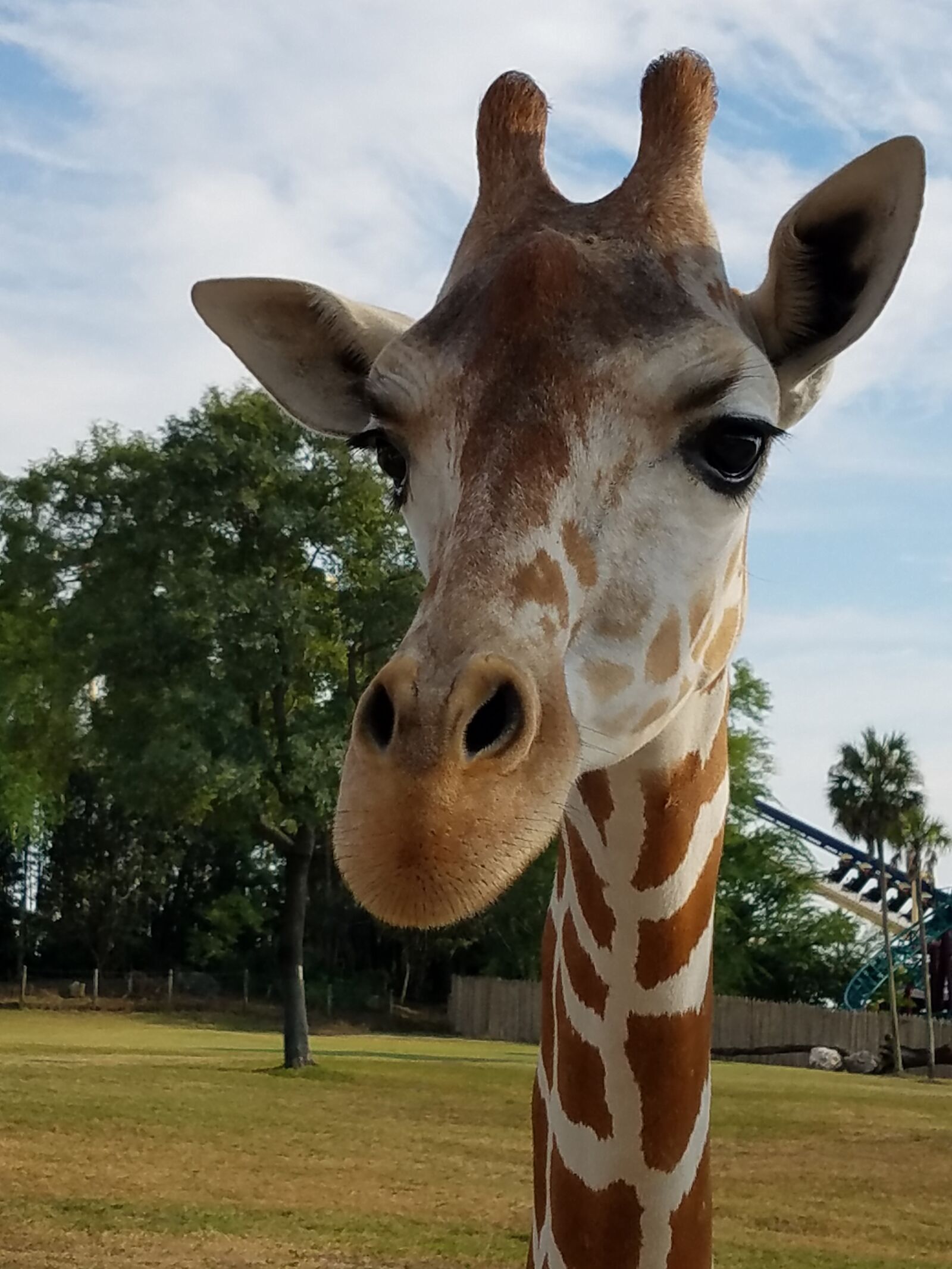 Samsung Galaxy S7 sample photo. Giraffe, horns, animal photography