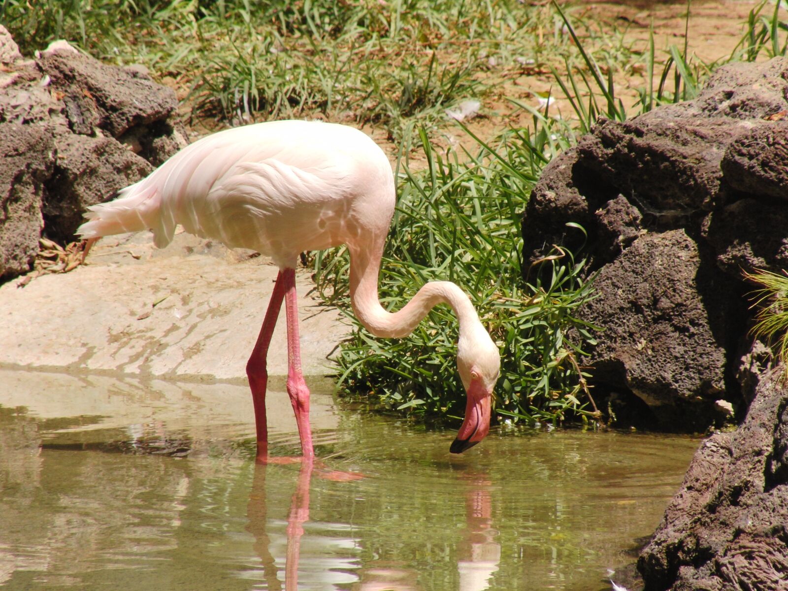 CASIO EX-FH20 sample photo. Flamingo, bill, bird photography