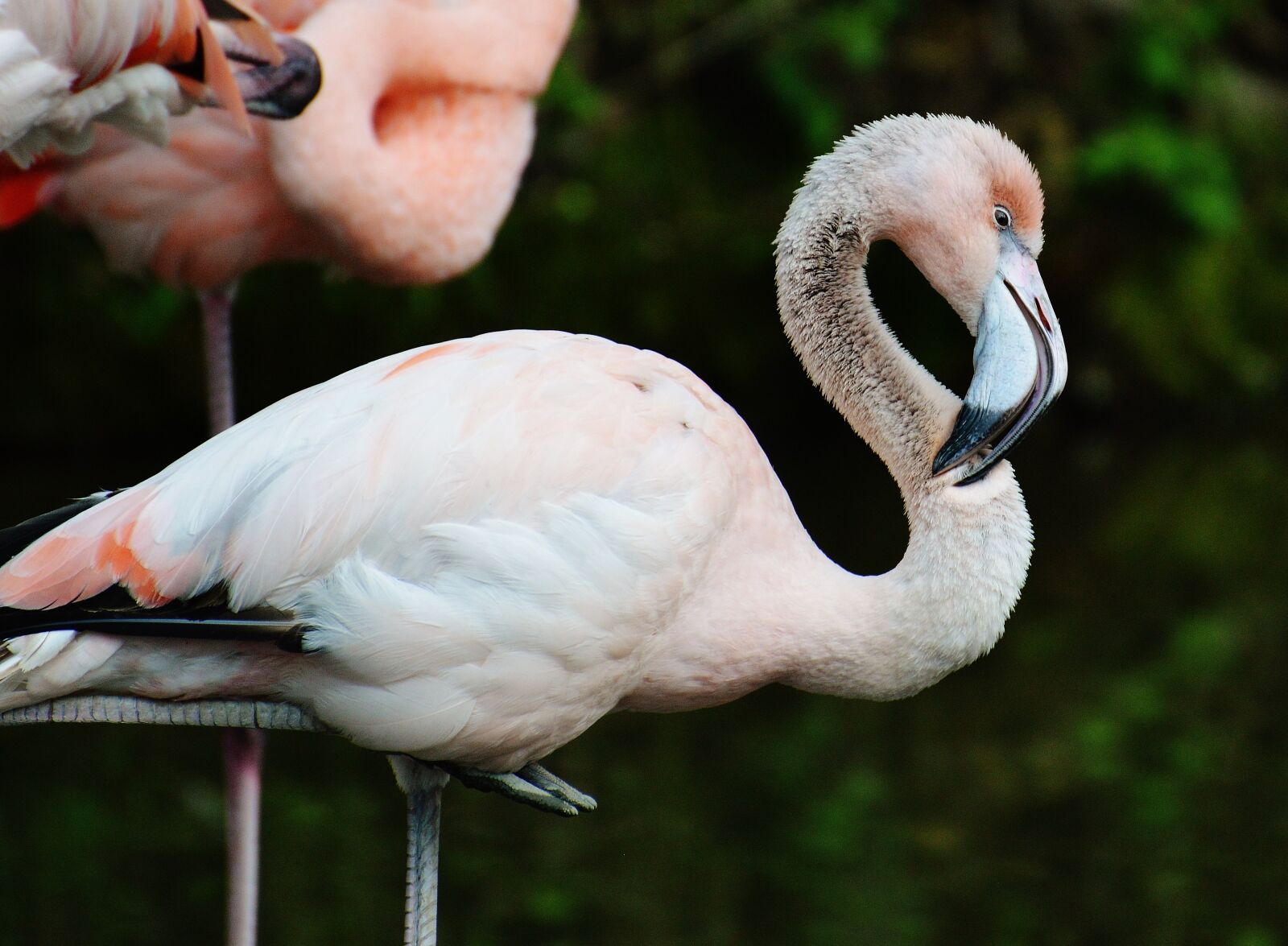 Nikon D3200 sample photo. Flamingo, young animal, bird photography